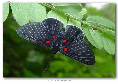 Butterfly of Beaded Scheme