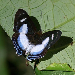 Butterfly of Beaded Scheme