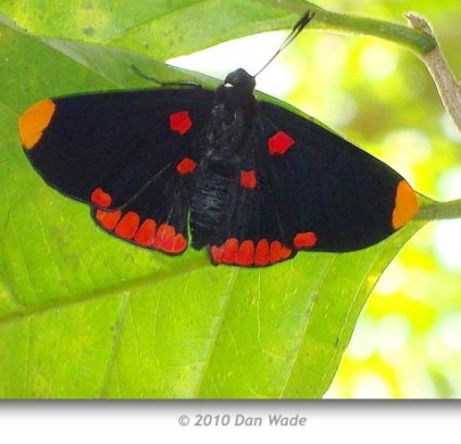 Butterfly of Beaded Scheme