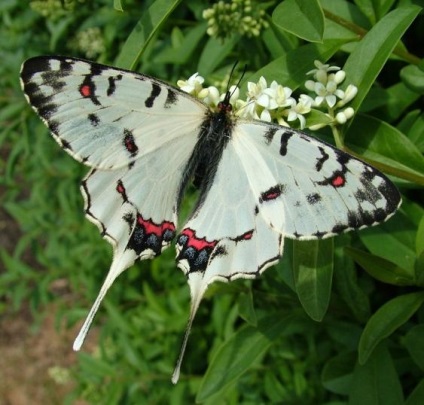 Butterfly of Beaded Scheme