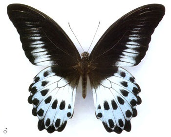 Butterfly of Beaded Scheme