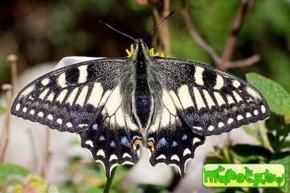 Butterfly of Beaded Scheme