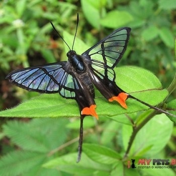 Butterfly of Beaded Scheme