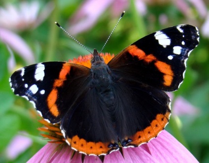Butterfly of Beaded Scheme