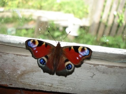 Butterfly of Beaded Scheme