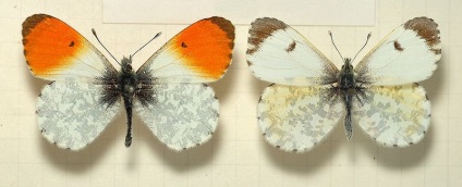 Butterfly of Beaded Scheme