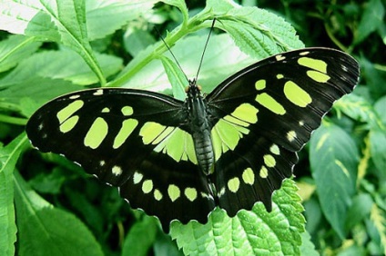 Butterfly of Beaded Scheme