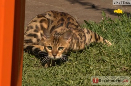 Bengala pisica - 