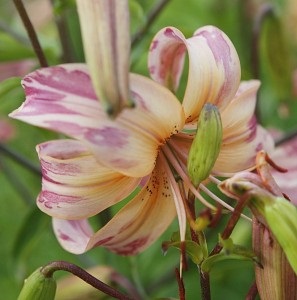 Boli de crini, un site despre cele mai frumoase 10 flori de zambile, gladiolus, iris, crocus, daylily,