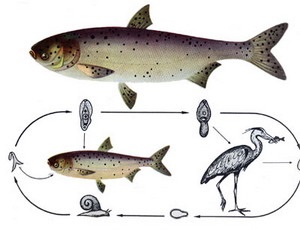 Boli ale punctelor de pește negre - ihtiologie și totul despre pește, articole