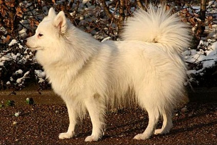 Spitz mare (Spitz german, Grossspitz) fotografie și preț