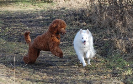 Spitz mare (Spitz german, Grossspitz) fotografie și preț