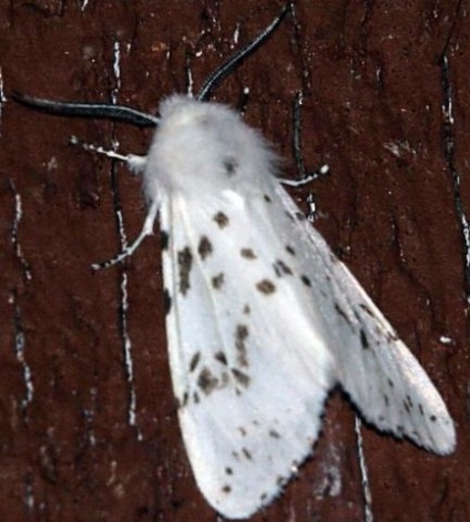 Pătuț - fluture alb cu vene negre