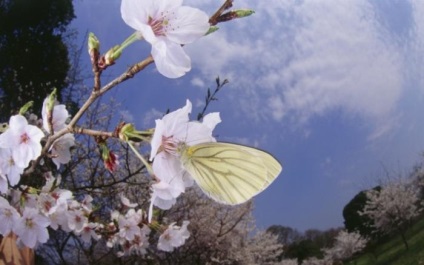Pătuț - fluture alb cu vene negre