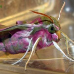 Winebug, fluture