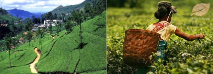 Ceylon Ceai
