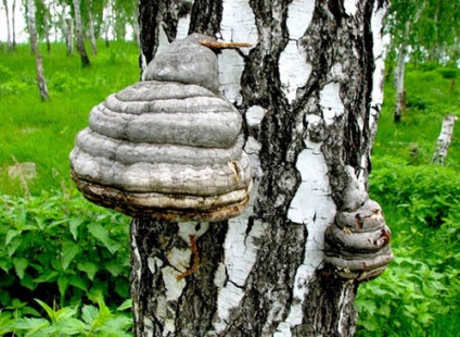 Chaga fogyókúra