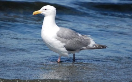 Pescărușul - pasăre de coastă