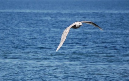 Pescărușul - pasăre de coastă