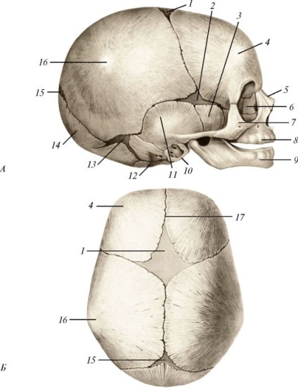 Koponya egy újszülött és a kor jellemzőit a koponya