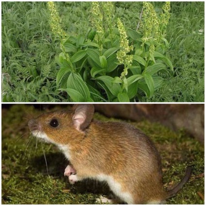 Chernokoren officinalis (krysogon), amely növekszik, mint a felhasznált egerek, patkányok, mól