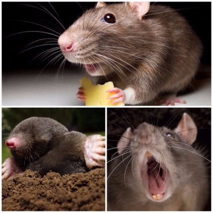 Medicamentul Chernokoren (krysogon) în care crește, cum se utilizează de la șoareci, șobolani și molari