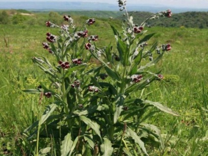 Chernokoren officinalis (krysogon), amely növekszik, mint a felhasznált egerek, patkányok, mól