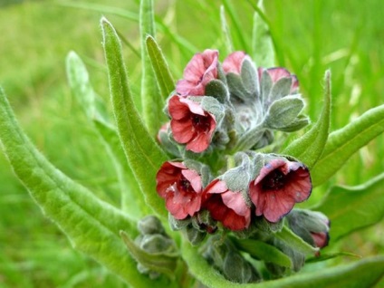 Chernokoren officinalis (krysogon), amely növekszik, mint a felhasznált egerek, patkányok, mól