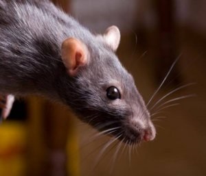 Medicamentul Chernokoren (krysogon) în care crește, cum se utilizează de la șoareci, șobolani și molari