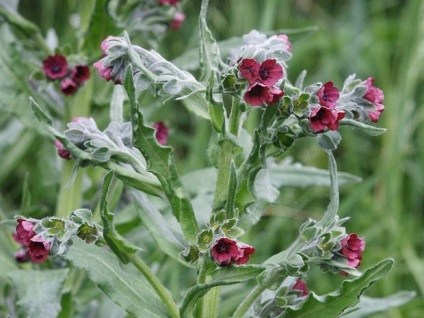 Chernokoren officinalis (krysogon), amely növekszik, mint a felhasznált egerek, patkányok, mól