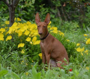 Cirneco Etna vagy napfény dog (del) Cirneco Etna vagy sun kutya