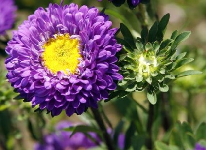 Flori asters plantare, cultivare și îngrijire