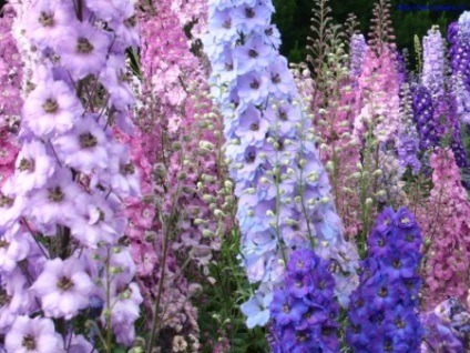 Grădinile de flori lângă casa delfiniu, rododendron, hortensie, clematis - Sunt o femeie