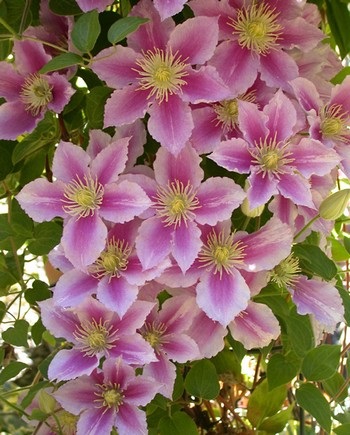 Grădinile de flori lângă casa delfiniu, rododendron, hortensie, clematis - Sunt o femeie