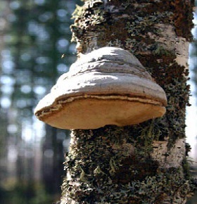 Fogyasztó - Chaga! Diéta, vagy fogyni