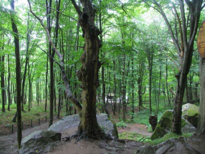 Dolmens pe teritoriul Krasnodar din Caucaz - colibe eroice sau case ale sufletului