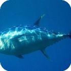 Drifting - prinderea rechinilor albastri și a vulpilor marini - alte căi de pescuit