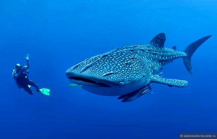 Două săptămâni pe insula cozumel (cozumel) - Mexic, vârful de la alexloskutov turistic pe