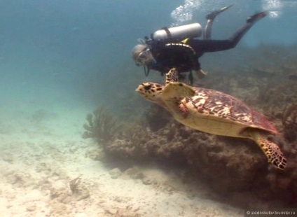 Două săptămâni pe insula cozumel (cozumel) - Mexic, vârful de la alexloskutov turistic pe