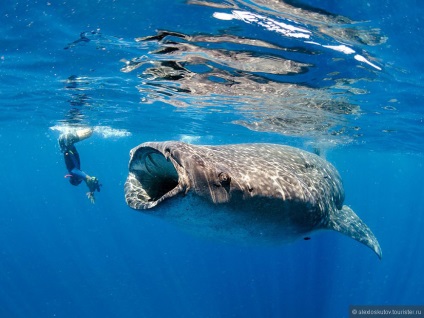 Două săptămâni pe insula cozumel (cozumel) - Mexic, vârful de la alexloskutov turistic pe