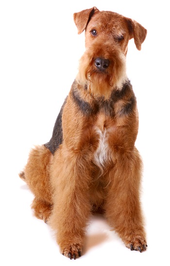 Airedale Terrier - descrierea rasei, foto, video, articol