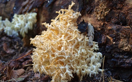 Yezhovik coraloid - hericium coralloides - fier de fier ciuperci