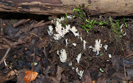 Yezhovik coraloid - hericium coralloides - fier de fier ciuperci