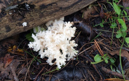 Yezhovik coraloid - hericium coralloides - fier de fier ciuperci