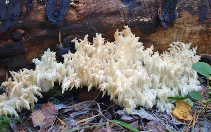 Yezhovik coraloid - hericium coralloides - fier de fier ciuperci