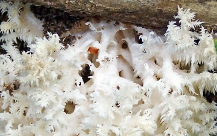 Yezhovik coraloid - hericium coralloides - fier de fier ciuperci