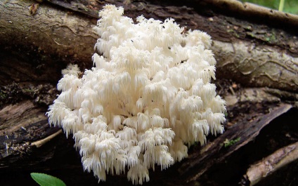 Yezhovik coraloid - hericium coralloides - fier de fier ciuperci