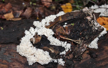 Yezhovik coraloid - hericium coralloides - vas gomba vas