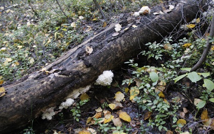 Yezhovik coraloid - hericium coralloides - fier de fier ciuperci