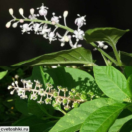 Pokeweed alkörmös és American Photo, ültetés és gondozás, a gyógyító növények